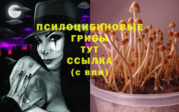 шишки Абаза